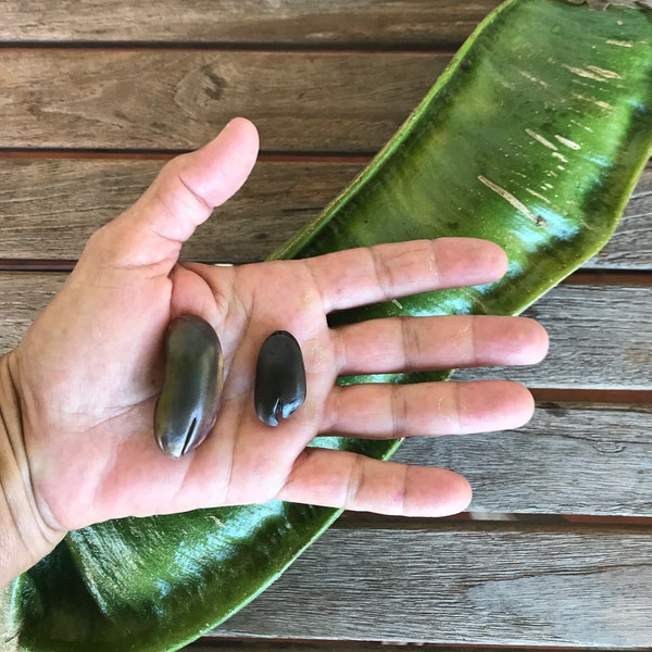 Ice Cream Bean Seed Etsy