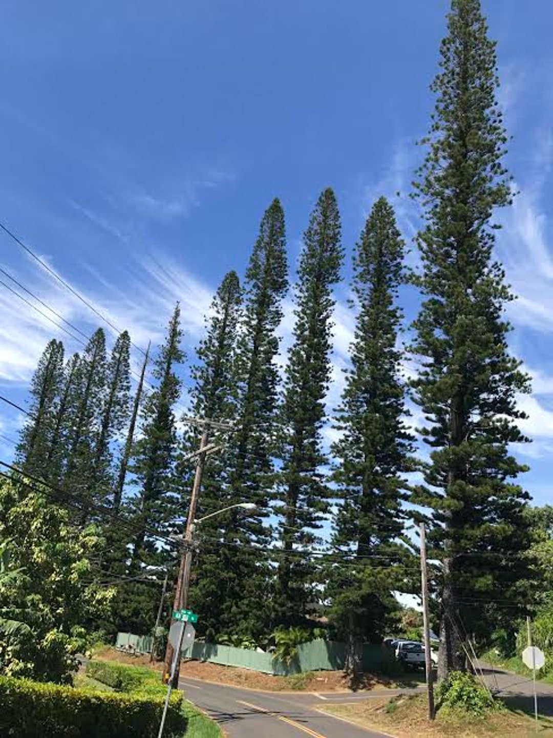 Norfolk Island Pine Seeds/araucaria Heterphylla/tree 