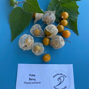 Poha Berry/Physalis peruviana/Cape Gooseberry/Maui Seeds/Fruit Seeds/Hawaii Fruit/Hawaii Fruit Seeds/Container Gardening/Hawaii Fruit Seeds image 2