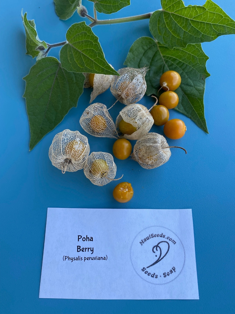 Poha Berry/Physalis peruviana/Cape Gooseberry/Maui Seeds/Fruit Seeds/Hawaii Fruit/Hawaii Fruit Seeds/Container Gardening/Hawaii Fruit Seeds image 2