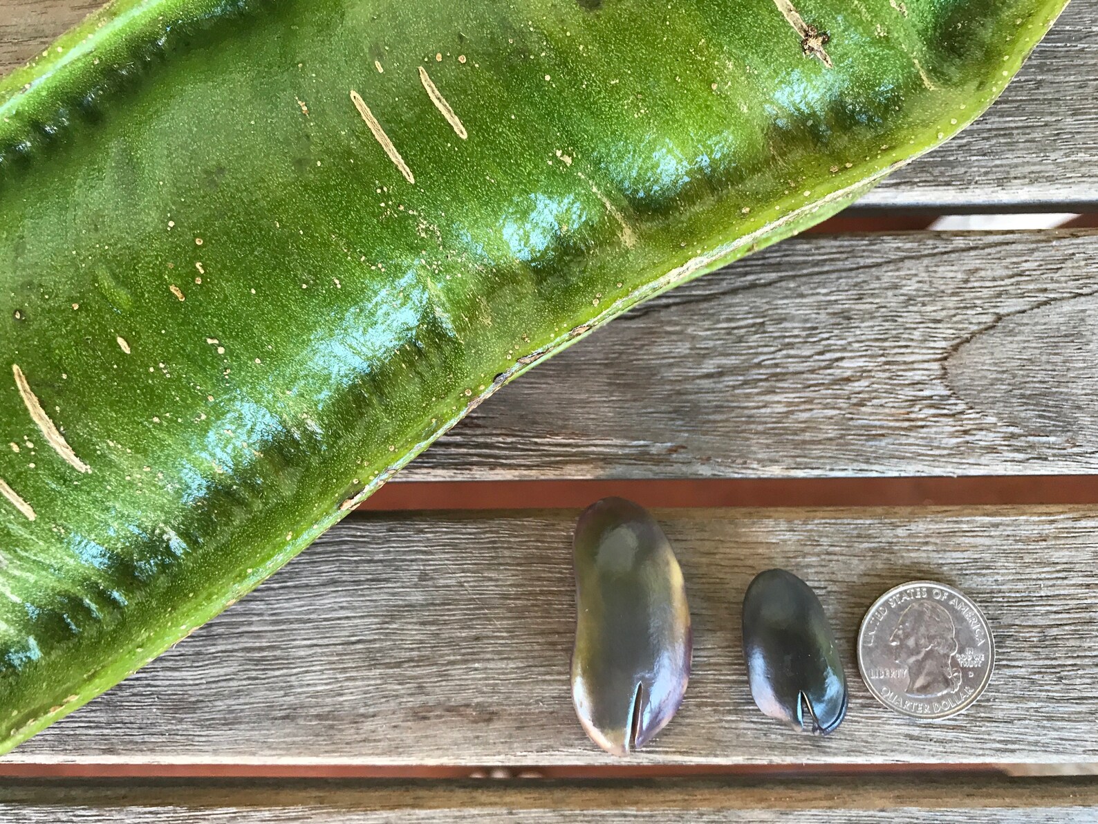 Ice Cream Bean Tree/two Types/maui Seeds/ice Cream Bean Tree Etsy