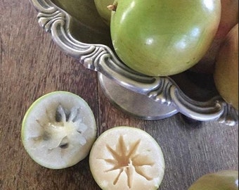 GREEN Star Apple/Star Apple/Chrysophyllum cainito/SEEDS/Maui Seeds/Home Garden/Fruit Seed/Grow Your Own/Seeds for Planting/Maui/Hawaii Fruit