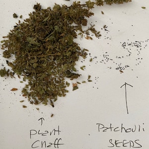 May include: Dried patchouli plant material with small black seeds scattered around. The text "Plant Clipp" is written below the plant material and "Patchouli Seeds" is written below the seeds with an arrow pointing to them.