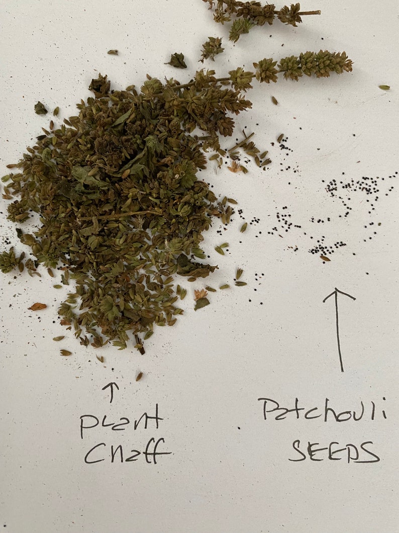 May include: Dried patchouli plant material with small black seeds scattered around. The text "Plant Clipp" is written below the plant material and "Patchouli Seeds" is written below the seeds with an arrow pointing to them.