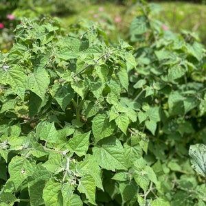 Poha Berry/Physalis peruviana/Cape Gooseberry/Maui Seeds/Fruit Seeds/Hawaii Fruit/Hawaii Fruit Seeds/Container Gardening/Hawaii Fruit Seeds image 4