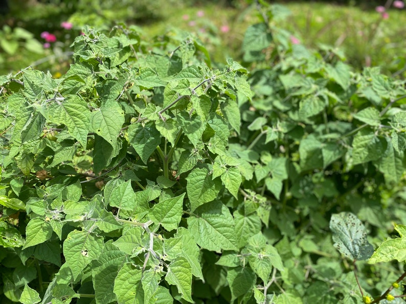 Poha Berry/Physalis peruviana/Cape Gooseberry/Maui Seeds/Fruit Seeds/Hawaii Fruit/Hawaii Fruit Seeds/Container Gardening/Hawaii Fruit Seeds image 4