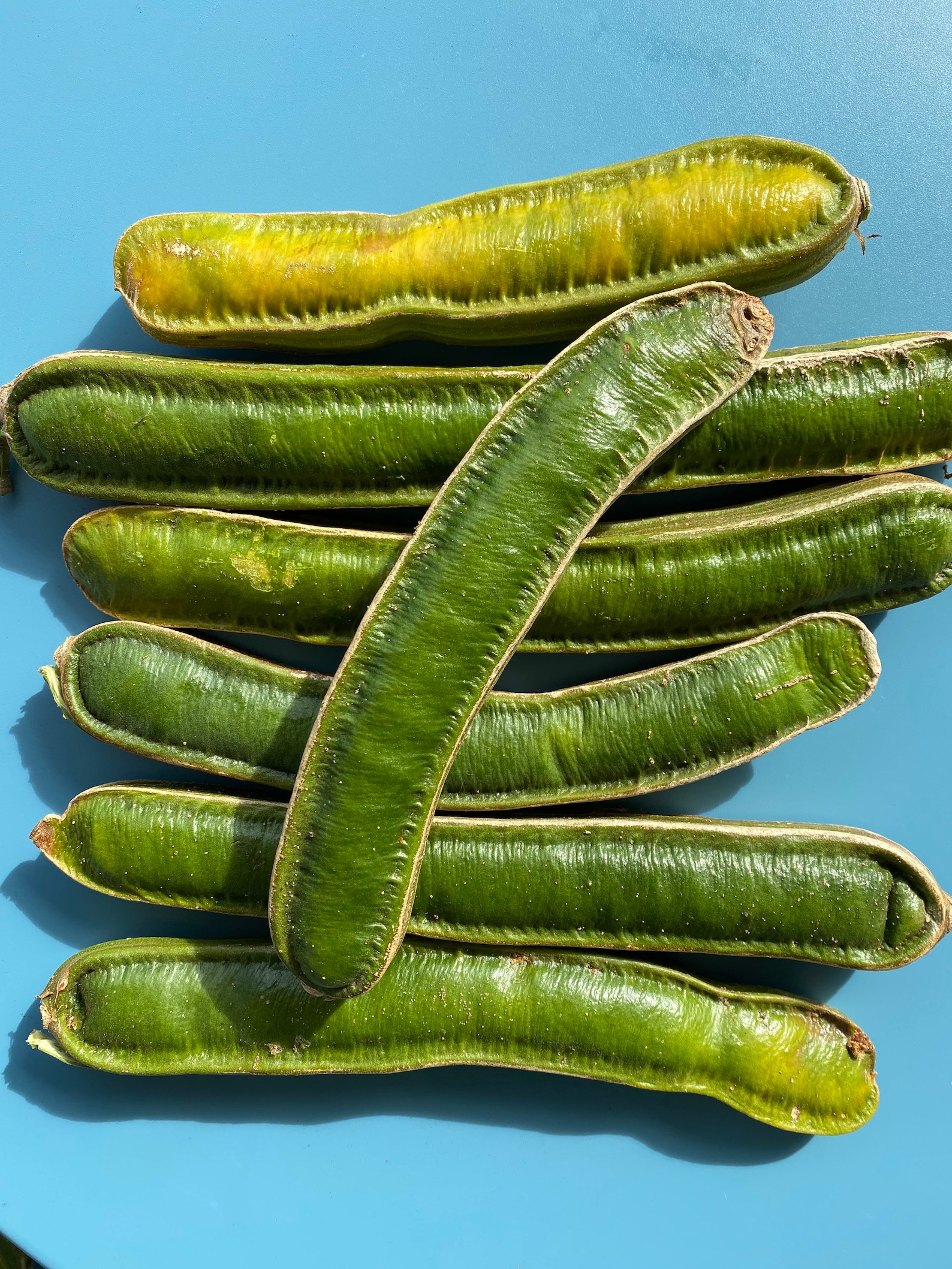 Ice Cream Bean/seeds/maui Seeds/ice Cream Bean Tree Etsy