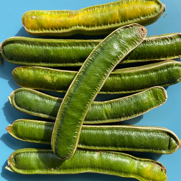 Ice Cream Bean Seed Etsy