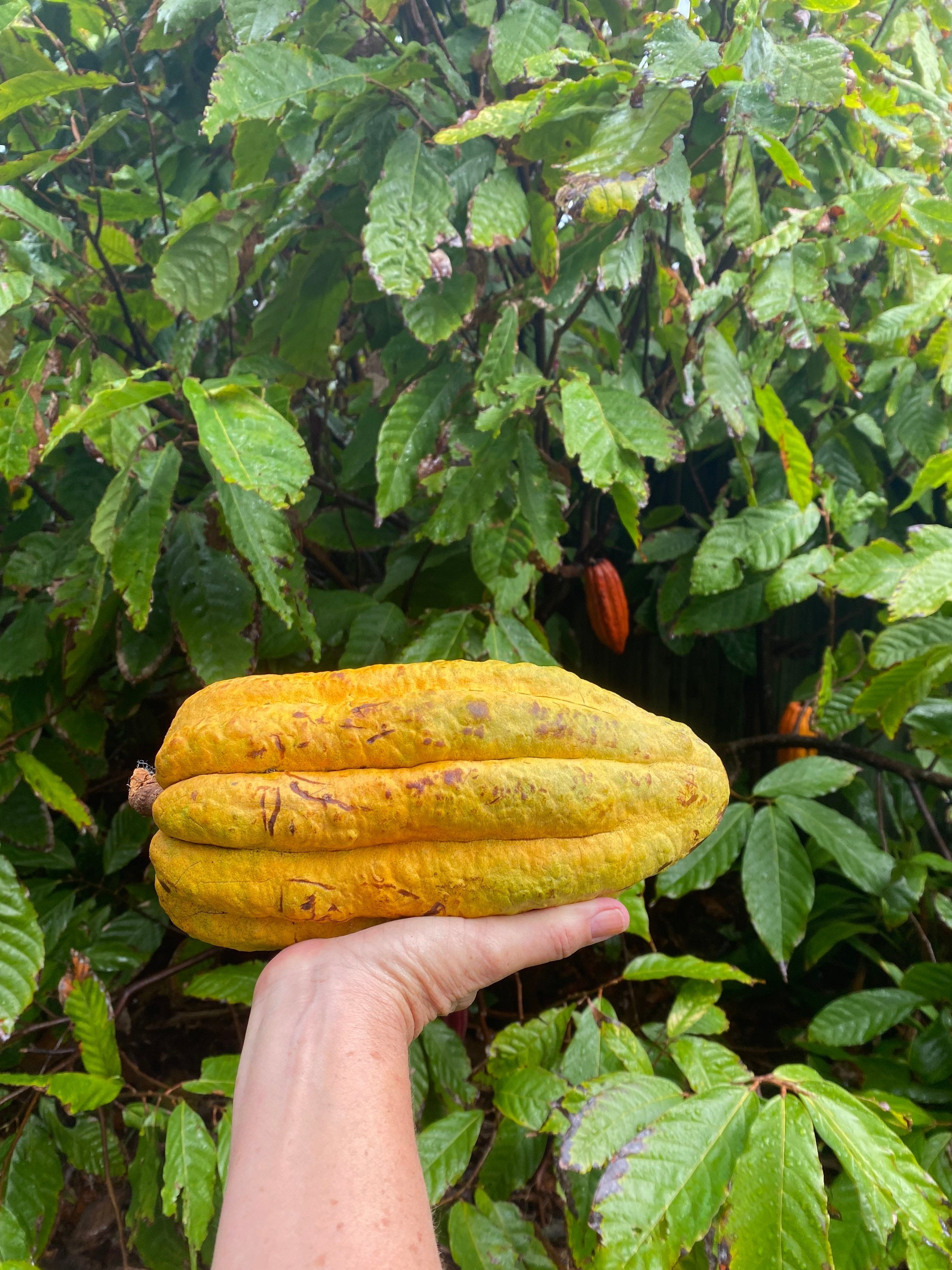 Cacao Seeds/theobroma Cacao/maui Seeds - Etsy