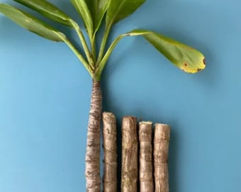 Green Ti Leaf CUTTING/Green Ti Leaf/Cordyline fruticosa/No Roots/No Soil/Maui Grown/Ti Leaf 'Stick/Hawaiian Canoe Plant