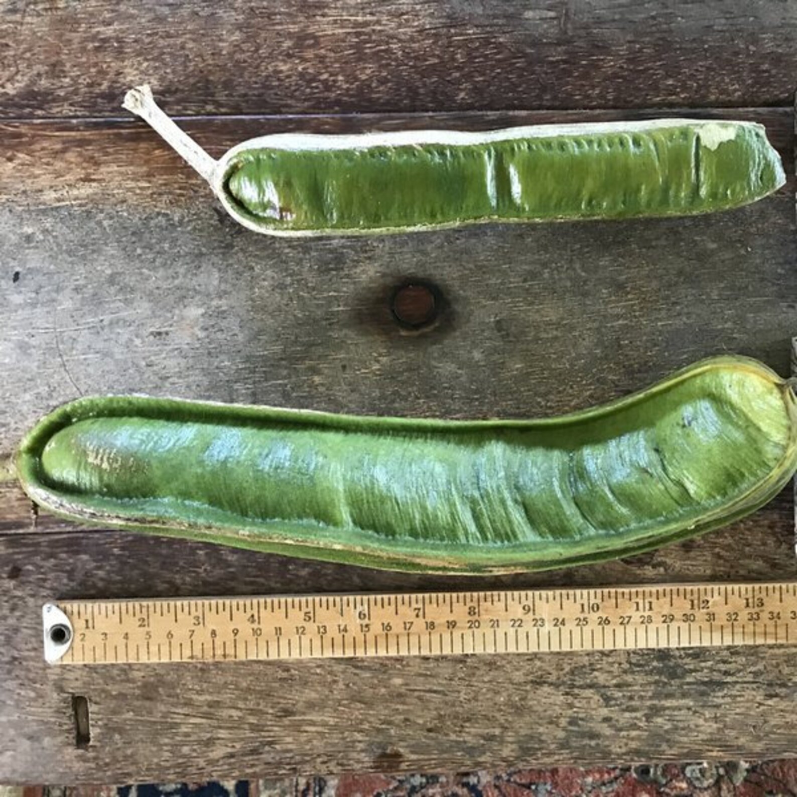 Ice Cream Bean Tree/two Types/maui Seeds/ice Cream Bean Tree Etsy