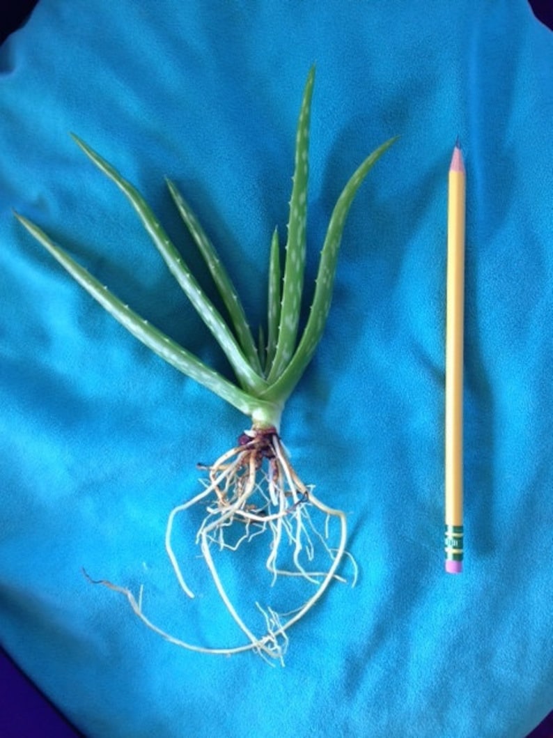 Aloe Vera/Medicine Plant/Healing Plant/Eczema/Dry Etsy