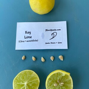May include: A whole yellow key lime, two lime halves, and several seeds are arranged on a blue surface. A card with the text "Key Lime" and "MauiSeeds.com" is also present. The image showcases the fruit and its components.