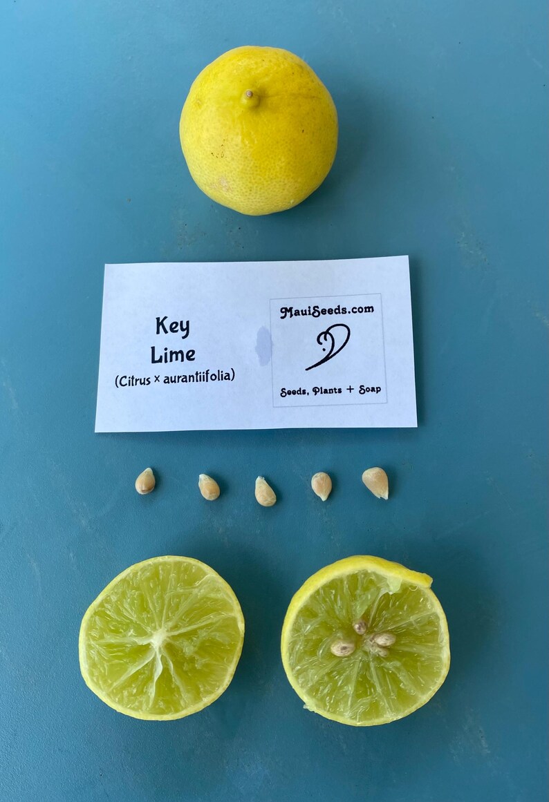 May include: A whole yellow key lime, two lime halves, and several seeds are arranged on a blue surface. A card with the text "Key Lime" and "MauiSeeds.com" is also present. The image showcases the fruit and its components.