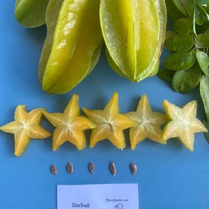 Starfruit SEEDS/Carambola/Averrhoa carambola/Fruit Seeds/Fruit Tree/Home Garden/Maui Seeds/Easy to Grow/Home Garden/Hawaii Seeds