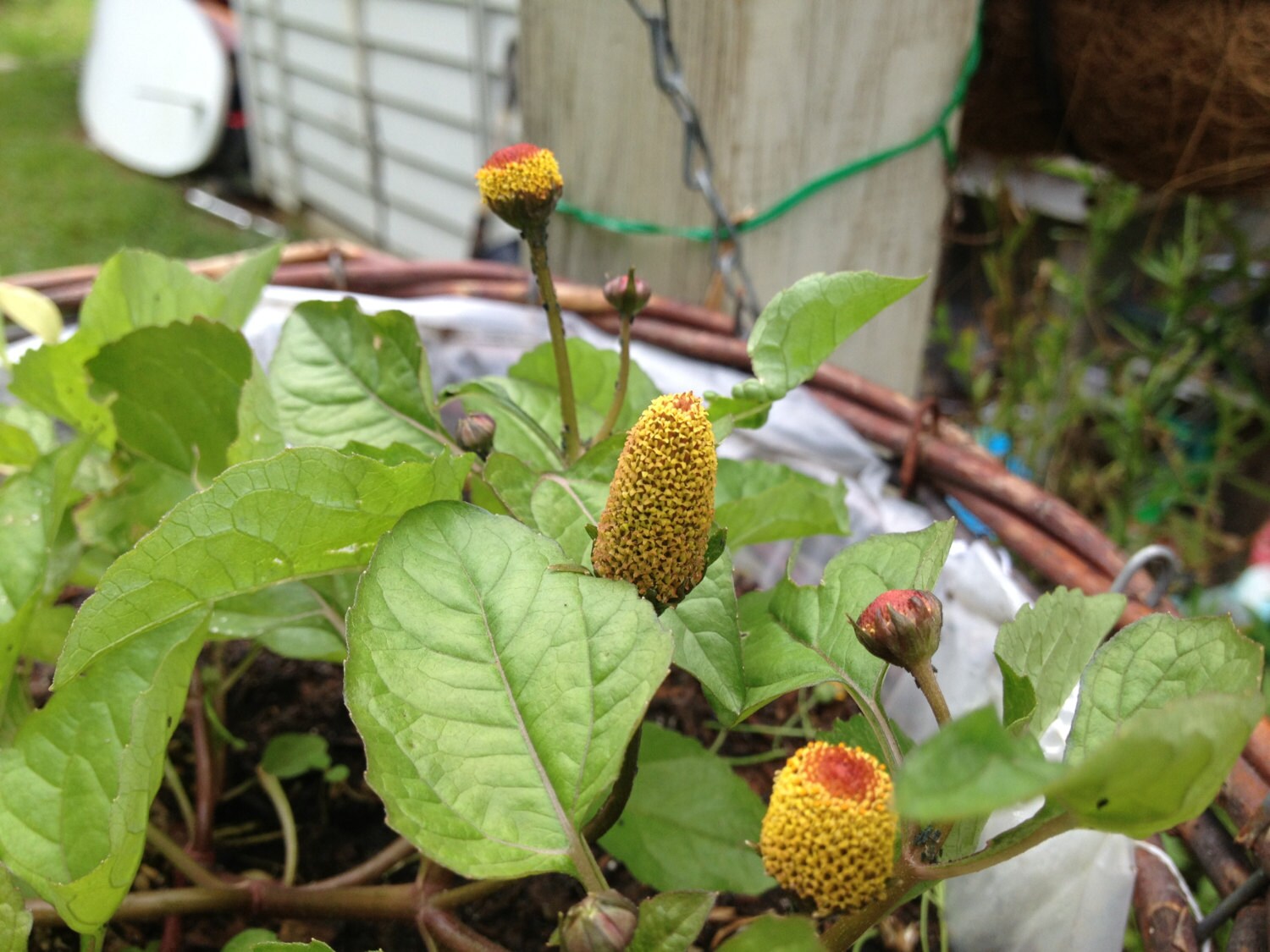 Spilanthes/seeds/'toothache Plant'/'eye Ball Etsy India