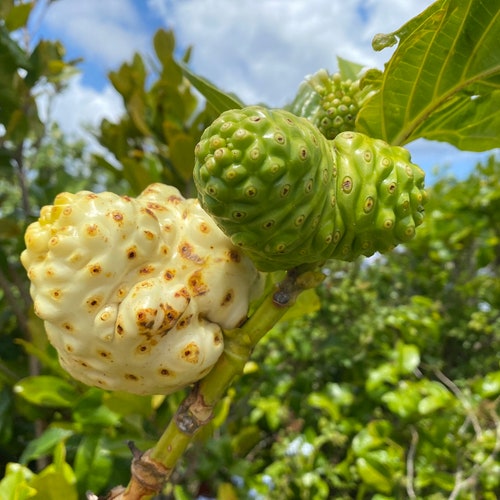 Noni Seeds/morinda Citrifolia/hawaiian Canoe Plant/hawaii Etsy