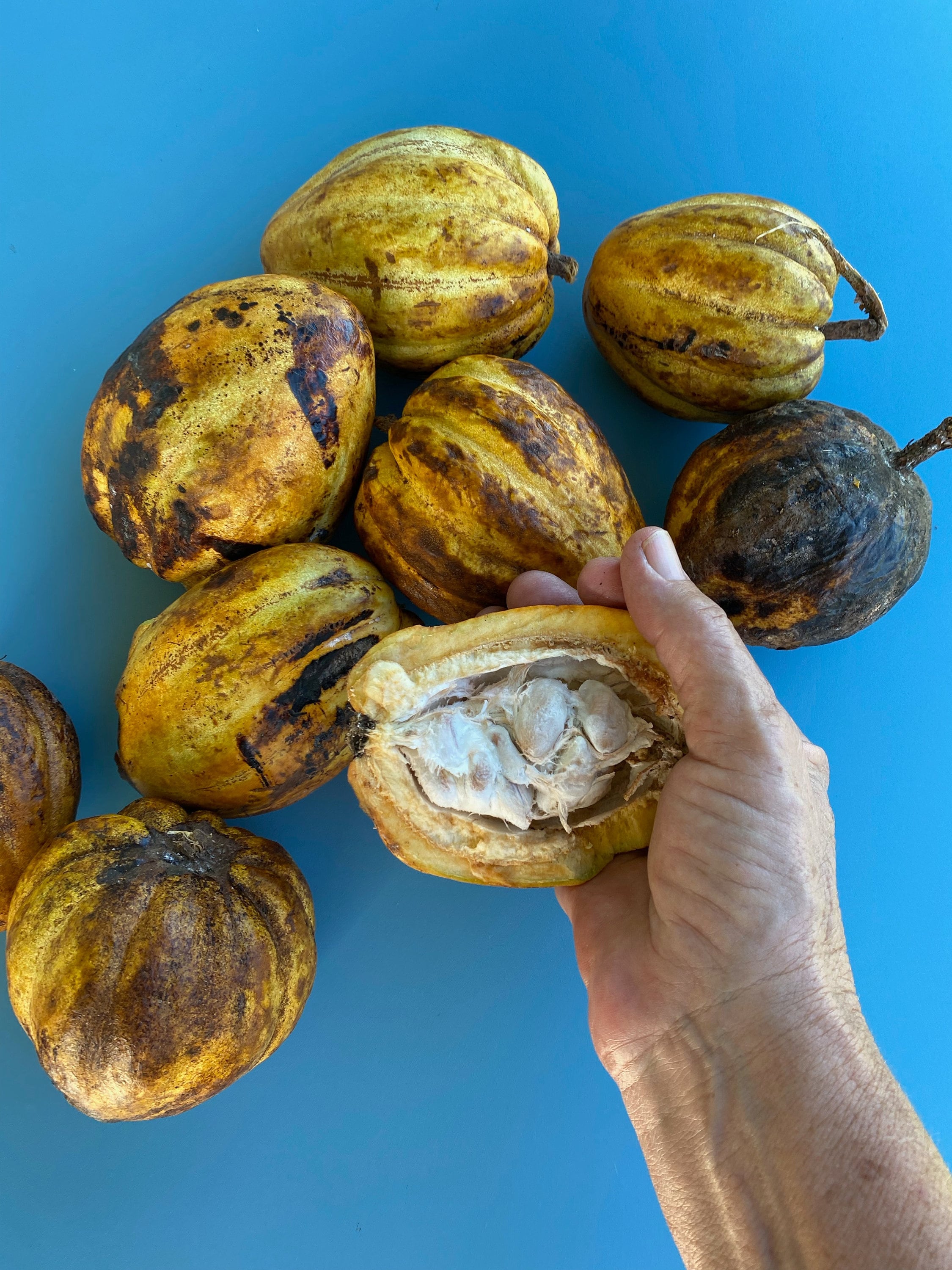White Cacao Seeds/five (5) White Cacao/chocolate/ Maui Seeds