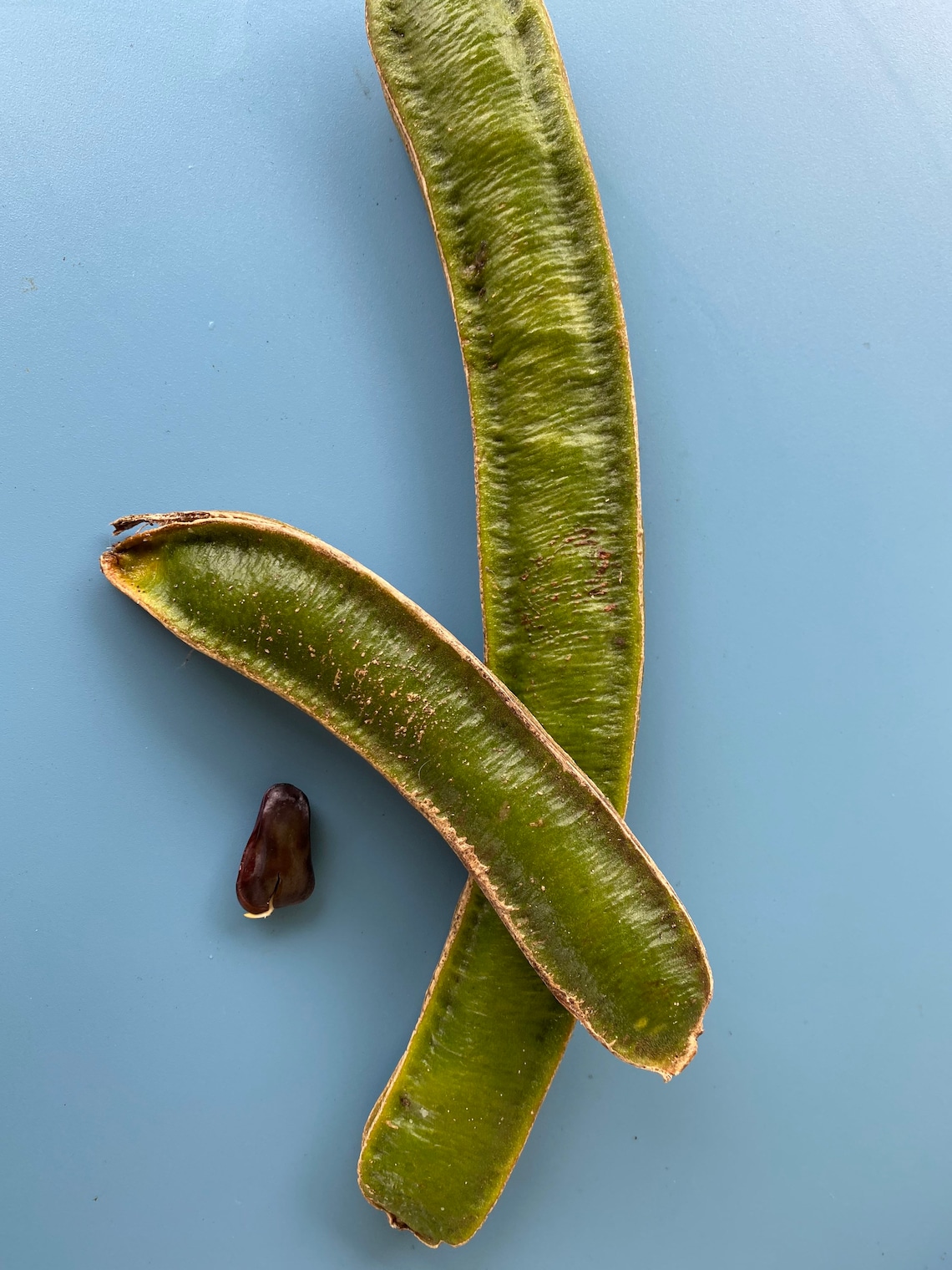 Ice Cream Bean/seeds/maui Seeds/ice Cream Bean Tree Etsy