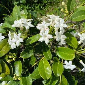 Stephanotis/Stephanotis SEEDS/Madagascar Jasmine/Maui Seeds Flowering vine/Seeds /Hawaiian Wedding flower/Houseplant Seeds/Lei Flower image 6