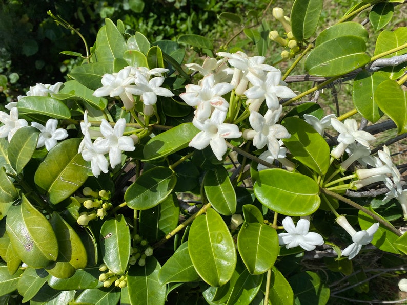 Stephanotis/Stephanotis SEEDS/Madagascar Jasmine/Maui Seeds Flowering vine/Seeds /Hawaiian Wedding flower/Houseplant Seeds/Lei Flower image 6