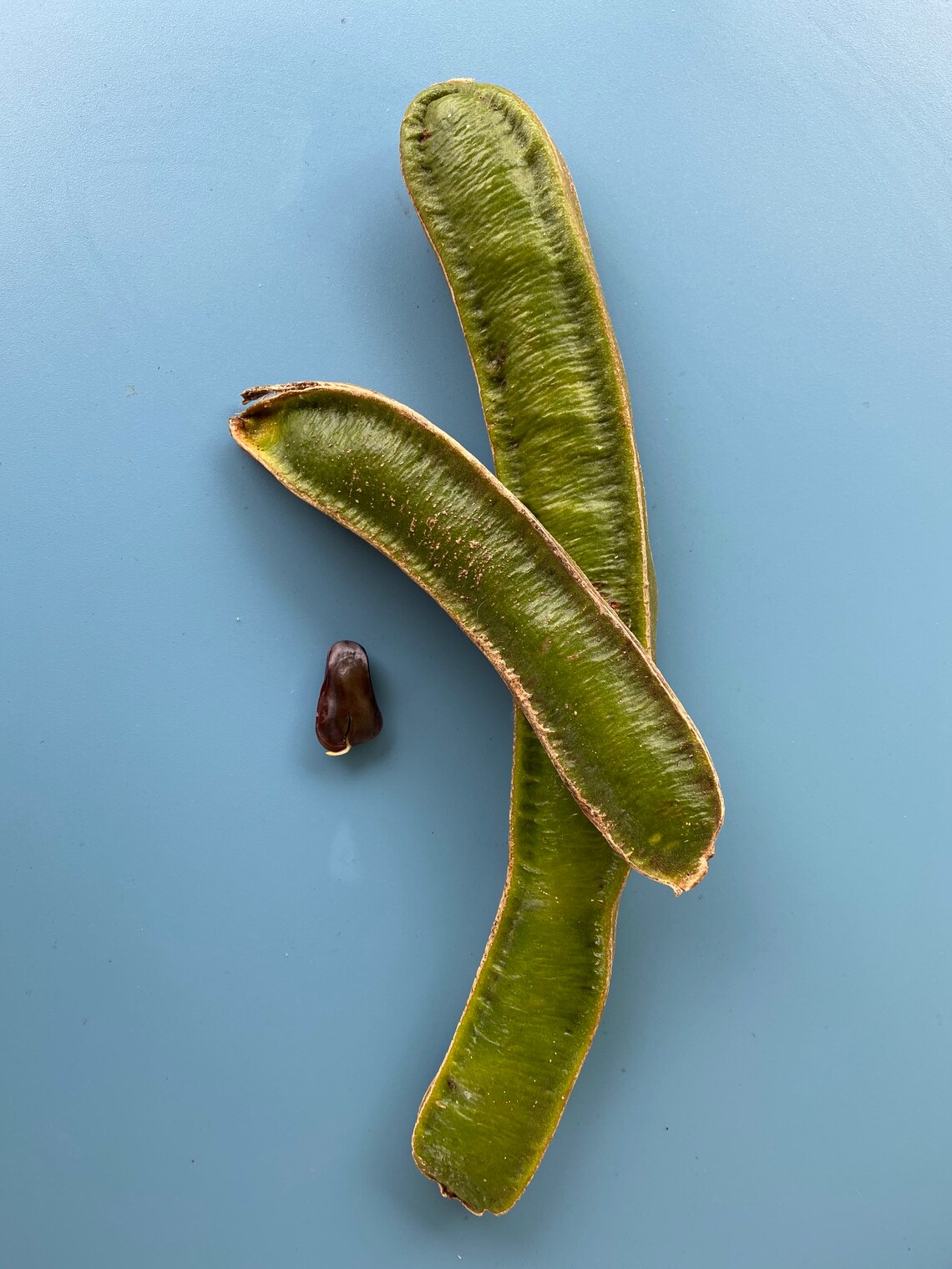 Ice Cream Bean/seeds/maui Seeds/ice Cream Bean Tree Etsy