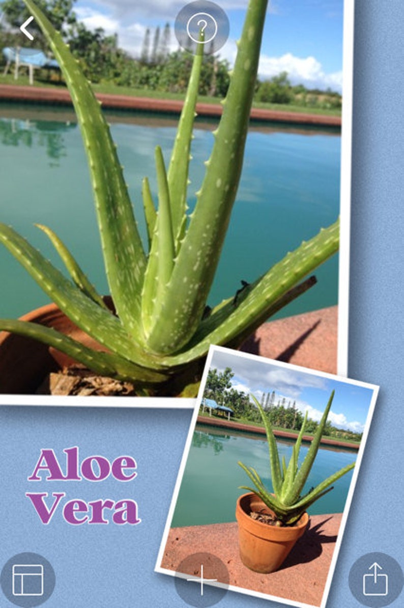 Aloe Vera/Medicine Plant/Healing Plant/Eczema/Dry Etsy