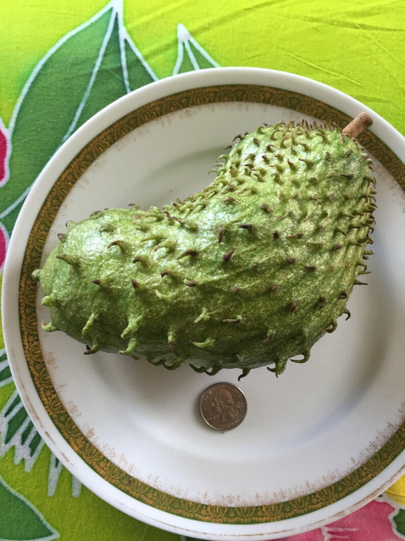 SoursopAnnona muricataGraviolaSEEDS Maui SeedsFresh Maui Grown SeedsTropical FruitHawaii Fruit SeedMaui grownHealth TeaHerbal Tea