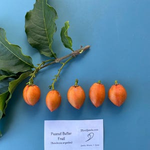 Pu&ograve; includere: Un ramo con foglie verde scuro e cinque frutti arancioni, Bunchosia argentea, disposti in fila. Sotto i frutti si trova un cartoncino rettangolare bianco con il testo Peanut Butter Fruit (Bunchosia argentea) e Mauiseeds.com.