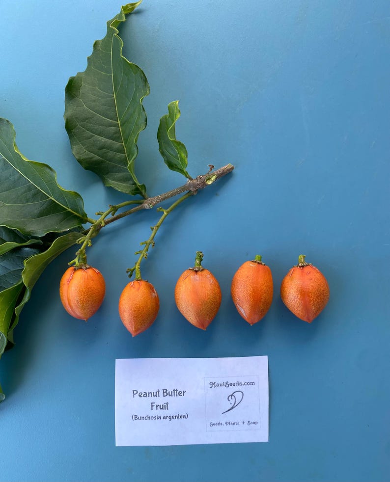 Pu&ograve; includere: Un ramo con foglie verde scuro e cinque frutti arancioni, Bunchosia argentea, disposti in fila. Sotto i frutti si trova un cartoncino rettangolare bianco con il testo Peanut Butter Fruit (Bunchosia argentea) e Mauiseeds.com.