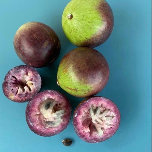 Star Apple/Chrysophyllum cainito/Maui Seeds/Hawaii Fruit/Hawaii Fruit Seeds/Fruit Tree Seeds/Rare Fruit Seed/Hawaii/Fruit Seeds