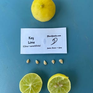 May include: A whole yellow key lime, two lime halves, and several seeds are arranged on a blue surface. A card with the text "Key Lime" and "MauiSeeds.com" is also present. The lime halves reveal the green interior.