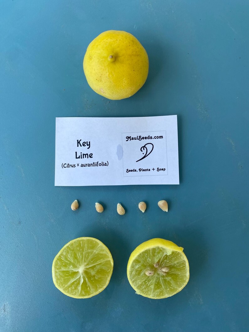 May include: A whole yellow key lime, two lime halves, and several seeds are arranged on a blue surface. A card with the text "Key Lime" and "MauiSeeds.com" is also present. The lime halves reveal the green interior.