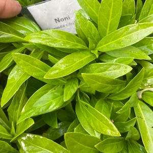 NONI/Morinda citrifolia/ONE Live Noni TREE/3&quot; Live Seedling/Tiny Seedling/Maui Grown/Medicinal Plant/Grow Your Own/Super Food/Home Garden