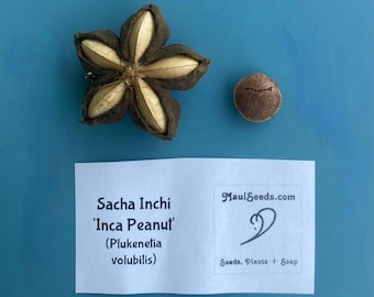 【ICHI】seed and soil ICHI】seed and soil Plukenetia volubilis - Sacha Inchi - 5