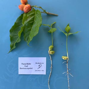 May include: Close-up of two peanut butter fruit seedlings with roots. The seedlings have green leaves and are growing in a blue container. The image also shows a branch with three orange fruits and green leaves. The text on the white card reads "Peanut Butter Fruit (Bunchosia argentea)" and "MauiSeeds.com Seeds, Plants + Soup."