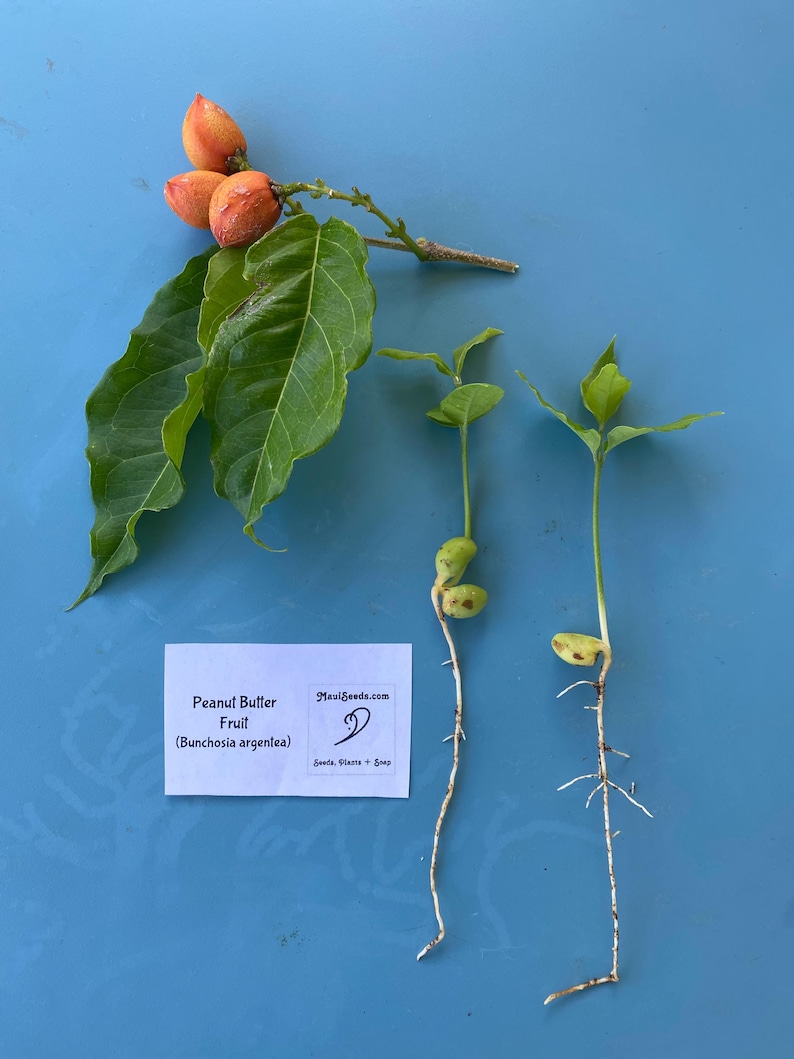 May include: Close-up of two peanut butter fruit seedlings with roots. The seedlings have green leaves and are growing in a blue container. The image also shows a branch with three orange fruits and green leaves. The text on the white card reads "Peanut Butter Fruit (Bunchosia argentea)" and "MauiSeeds.com Seeds, Plants + Soup."