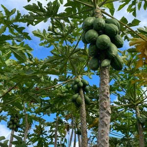 May include: A close-up view of a papaya tree with many green papayas growing on the branches. The tree is in a tropical setting with a blue sky in the background.