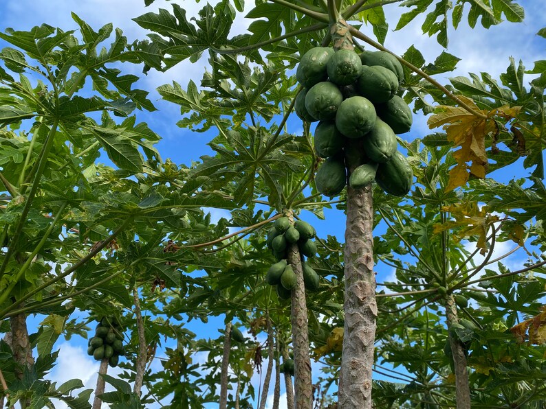 May include: A close-up view of a papaya tree with many green papayas growing on the branches. The tree is in a tropical setting with a blue sky in the background.