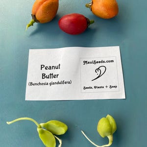 Pu&ograve; includere: Tre piccoli frutti rotondi di colore arancione e rosso sono posizionati sopra un'etichetta bianca con il testo Peanut Butter (Bunchosia glandulifera) e MauiSeeds.com. Sotto l'etichetta ci sono due semi germogliati verde chiaro con radici.