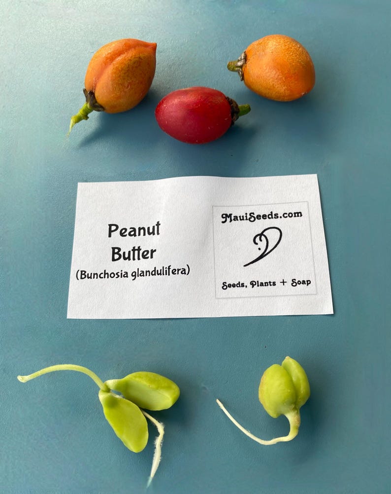 Pu&ograve; includere: Tre piccoli frutti rotondi di colore arancione e rosso sono posizionati sopra un'etichetta bianca con il testo Peanut Butter (Bunchosia glandulifera) e MauiSeeds.com. Sotto l'etichetta ci sono due semi germogliati verde chiaro con radici.