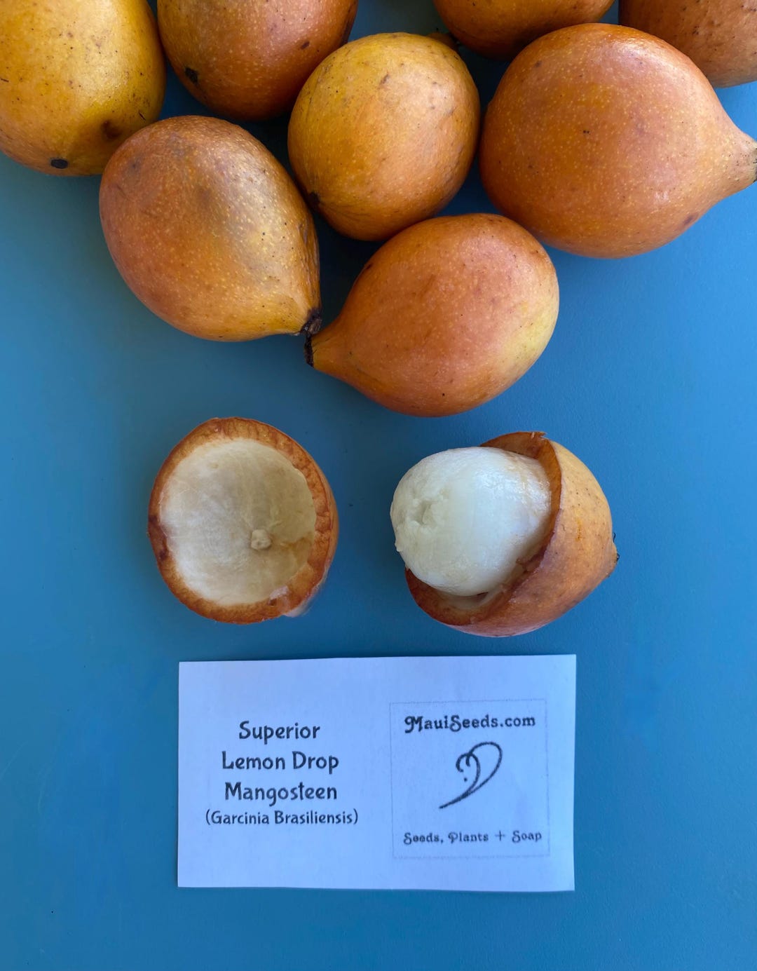 Garcinia Brasiliensis 'Superior Lemon Drop Mangosteen' Tropical Fruit Tree Plant