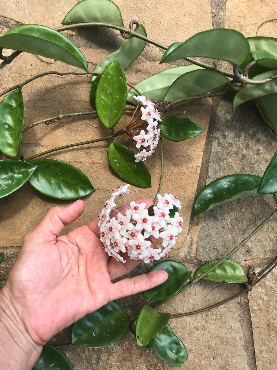 Hoya Vine/TWO CUTTINGS/2 Hoya Vine Cuttings/Hoya Carnosa/NO Etsy