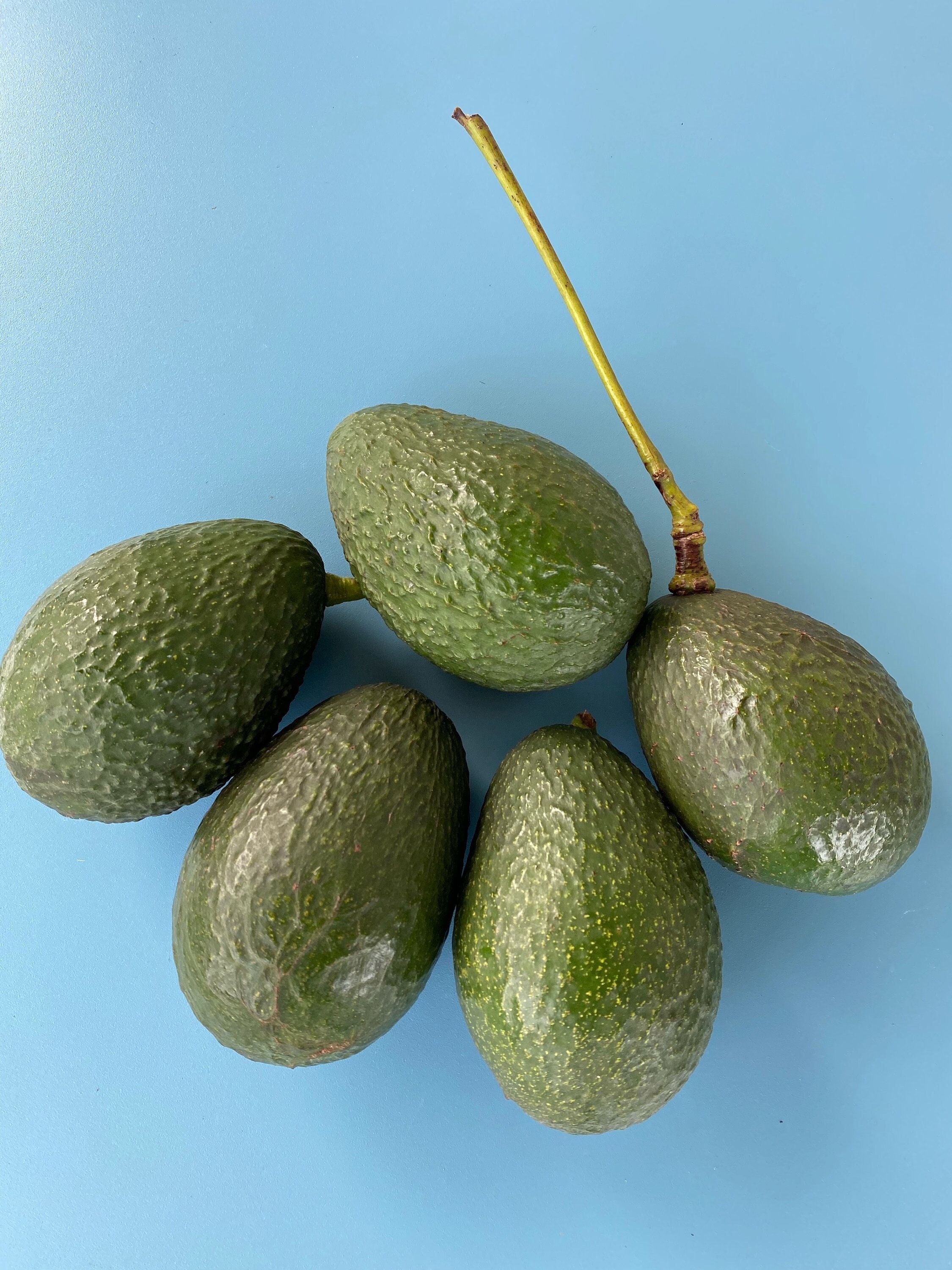 1pcs/Bag Avocado Nut Seeds Avocado integrifolia  