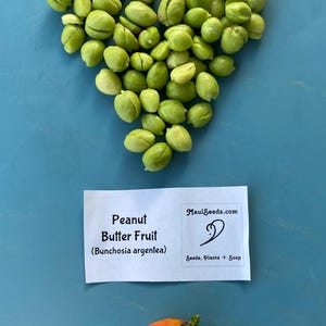 Pu&ograve; includere: Una collezione di semi di frutto del burro di arachidi verde chiaro disposti a forma di cuore, un'etichetta rettangolare bianca con il testo Peanut Butter Fruit (Bunchosia argentea) e MauiSeeds.com, e un singolo frutto arancione.
