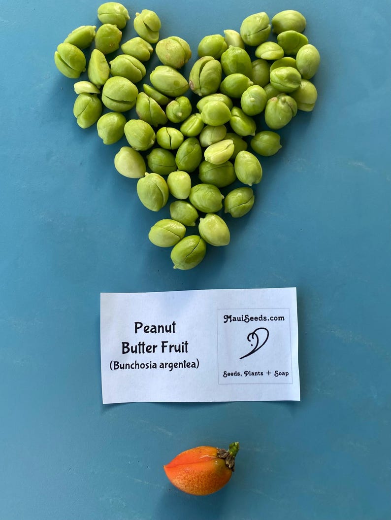 Pu&ograve; includere: Una collezione di semi di frutto del burro di arachidi verde chiaro disposti a forma di cuore, un'etichetta rettangolare bianca con il testo Peanut Butter Fruit (Bunchosia argentea) e MauiSeeds.com, e un singolo frutto arancione.