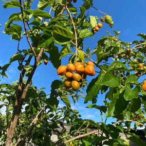 ONE (1) Peanut Butter Fruit Tree Seedling Tree image 4