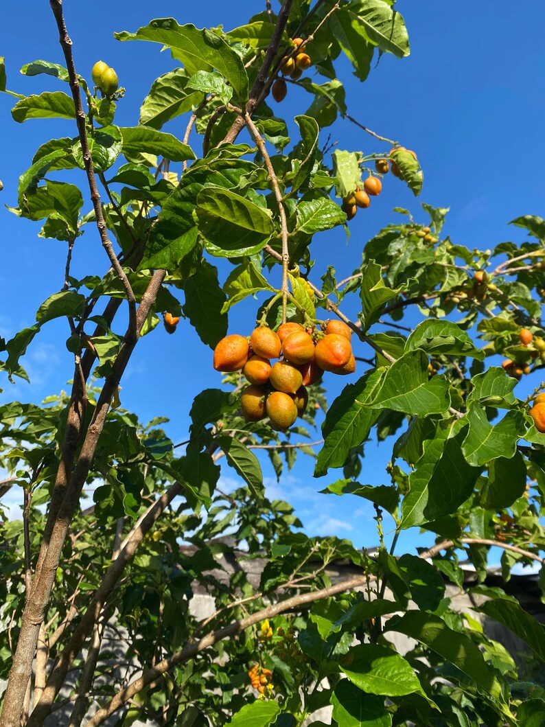 ONE (1) Peanut Butter Fruit Tree Seedling Tree image 4
