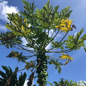 May include: A papaya tree with green leaves and a large cluster of green papaya fruit growing on the trunk. The tree is against a bright blue sky with white clouds.