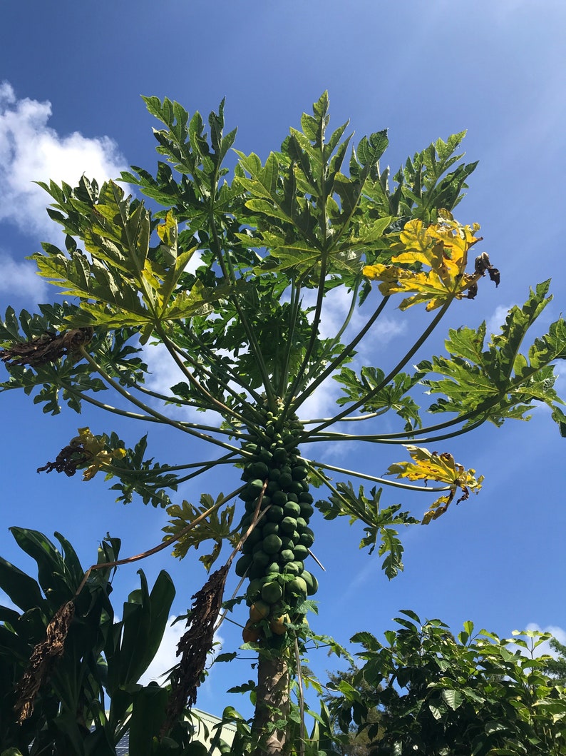 May include: A papaya tree with green leaves and a large cluster of green papaya fruit growing on the trunk. The tree is against a bright blue sky with white clouds.